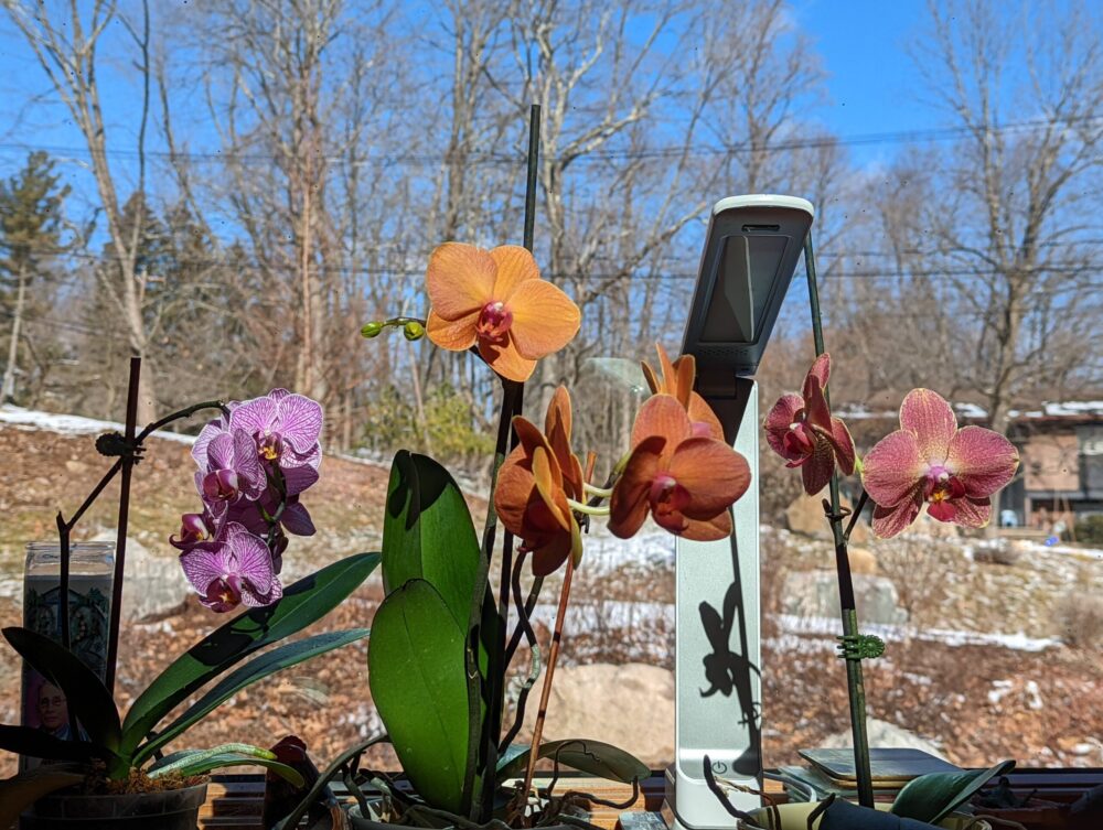 three mini phalaenopsis orchids in various colors. In the background, a sunny but wintry landscape.